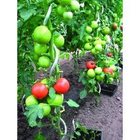 tyč k paradajkám špirálová 1.5m, 6mm pozink gallery main image