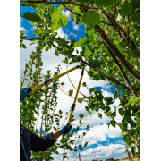 Nožnice na vetvy teleskopické pákové GEKO, 655-900 mm Nožnice na vetvy teleskopické pákové GEKO, 655-900 mm náhled
