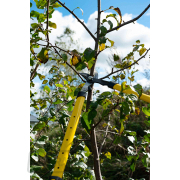 Nožnice na vetvy teleskopické pákové GEKO, 655-900 mm Nožnice na vetvy teleskopické pákové GEKO, 655-900 mm náhled