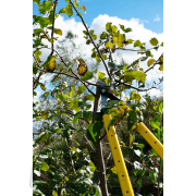 Nožnice na vetvy teleskopické pákové GEKO, 655-900 mm Nožnice na vetvy teleskopické pákové GEKO, 655-900 mm náhled